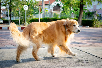 full body of old male golden retriever dog walking on village street