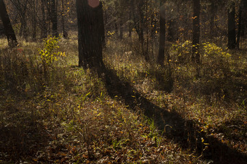 autumn forest