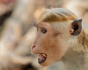 Fototapeta premium Toque Macaque (Macaca sinica), Yala National Park, Sri Lanka 