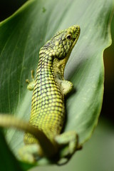 Abronia