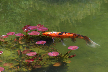 Obraz premium Koi or more specifically nishikigoi, a colored varieties of Amur carp that are kept for decorative purposes in outdoor koi ponds or water gardens.&nbsp;Tranquil and relaxing scene