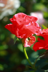 Beautiful rose on trees blooming in the garden