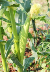 Obraz premium Corn in the field during maturation. Growing corn