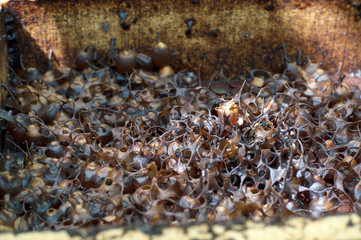 stingless bees hive