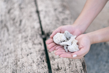 Closeup image of hands holding and showing corals on the beach