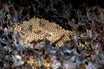stingless bees hive