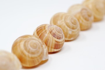 エスカルゴの貝殻