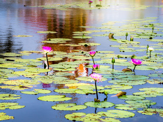 Lotus pond backgroud