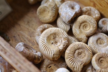 露店で売られるアンモナイトの化石