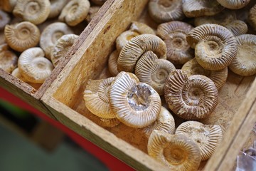露店で売られるアンモナイトの化石