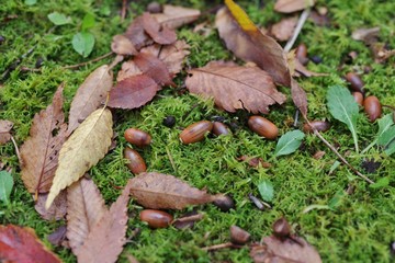 苔の上のどんぐりと落ち葉