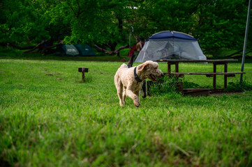 Two dogs playing in the field - Black lab and labradoodle