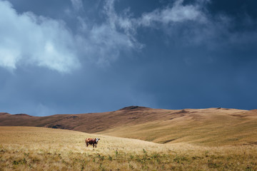 A lone cow stands on a yellow field in the mountains. Dark sky, bad weather begins