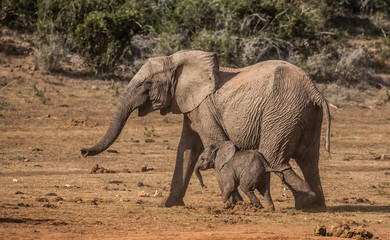 Baby Elephant and Sibling running and playing