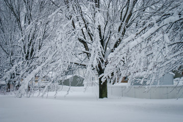 Winter trees and snow