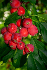 Spartan small sweet apples