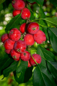 Spartan small sweet apples