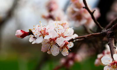 Blooming cherry tree in the garden. Cherry flowers close up. Red blurred background.