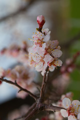 Blooming cherry tree in the garden. Cherry flowers close up. Natural blurred background.