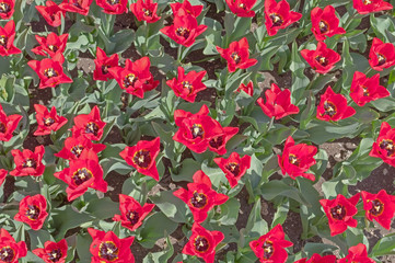 Beautiful tulips field