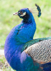 Fototapeta premium Beautiful peacock head
