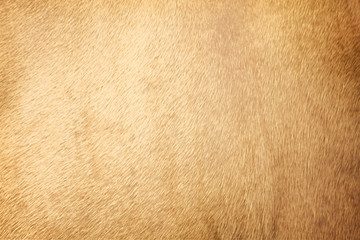 Fur gold brown cow skin texture for short smooth background