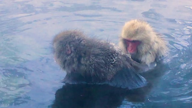 Couple monkey sitting in hot spring cleaning each other at snow monkey park Japan
