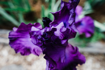 Closeup of purple Iris Flower