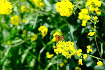 菜の花と蝶