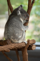 Koala Bears or Phascolarctos cinereus, sitting on branch with back to camera