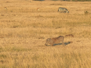 feeding warthog in masai mara national park, kenya