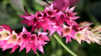 Exotic pink tropical flowers closeup in soft light airy spray of small blooms in spring light.