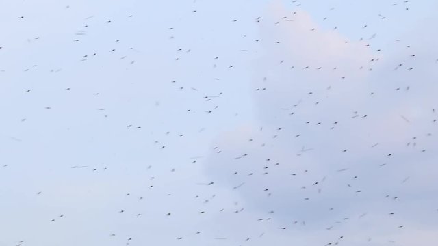 insect swarm flying through the air