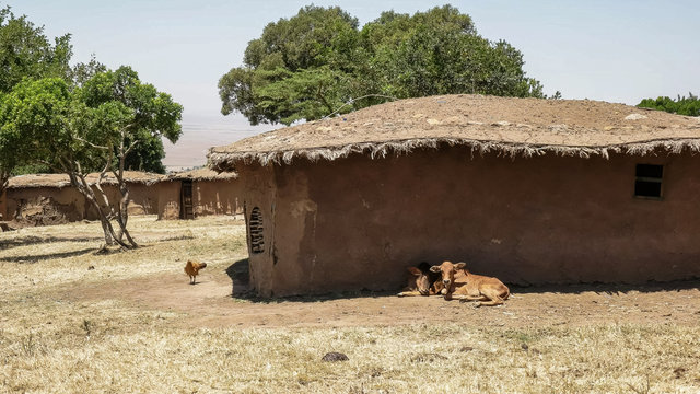 animals and mud huts in a traditional manyatta of masai mara, kenya