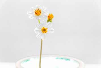 The flowers of the inverted Gemini under the white background