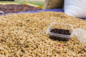 Grains of coffee, plantations from Sierra Nevado, Colombia