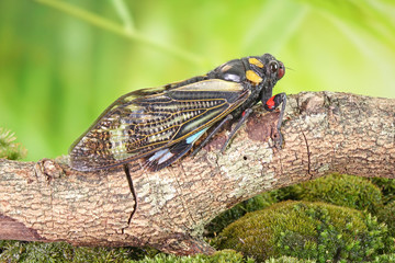 Cicada : Butterfly cicadas with broad multicolor wings. Blue butterfly-wings cicada (Distantalna splendida) is a cicada species from southeast Asia (Thailand, Myanmar and India) Symphony of forest.