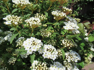 Springtime - White flowers