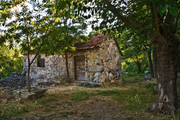 old house in the forest