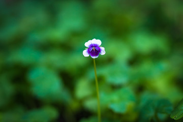 一輪の花