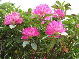 Springtime - Pink flowers