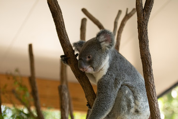 Close up of Koala Bear or Phascolarctos cinereus, sitting high up