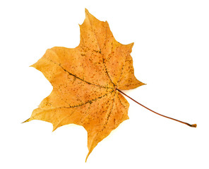Yellow fallen maple leaf on a white background