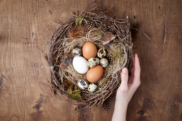 Female hand holds of easter nest of birch twigs and green moss with chicken and quail eggs
