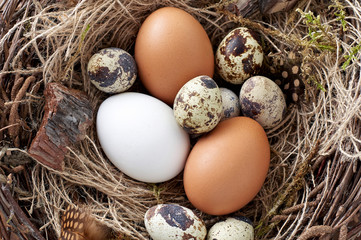 Easter nest of birch twigs and green moss with chicken and quail eggs on wooden background