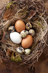 Easter nest of birch twigs and green moss with chicken and quail eggs on wooden background