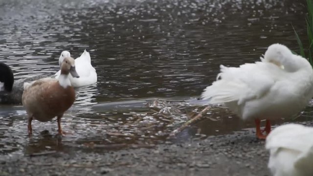 Water fowl preening themselves near a pond.