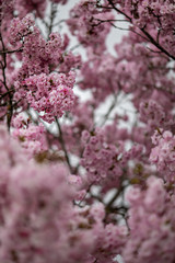 a sky full of pink blossoms, springtime trees are blooming