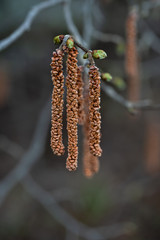 hazelnut shrub in bloom springtime