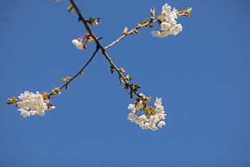 fruit tree blossoms against blue sky